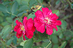 Will Scarlet Rose (Rosa 'Will Scarlet') at Stonegate Gardens