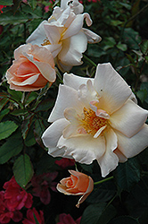 Golden Unicorn Rose (Rosa 'Golden Unicorn') at Stonegate Gardens