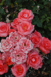 First Edition Rose (Rosa 'First Edition') at Stonegate Gardens
