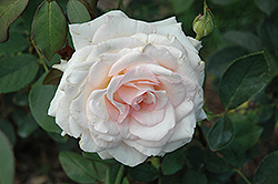 White Delight Rose (Rosa 'JACglow') at Stonegate Gardens