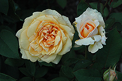 Sophia Renaissance Rose (Rosa 'Poulen002') at A Very Successful Garden Center