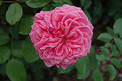 Auguste Renoir Rose (Rosa 'Meitoifar') at A Very Successful Garden Center