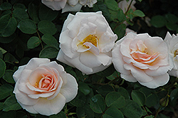 Pretty Lady Rose (Rosa 'SCRivo') at Stonegate Gardens