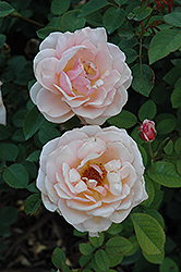 Pearlie Mae Rose (Rosa 'Pearlie Mae') at Stonegate Gardens