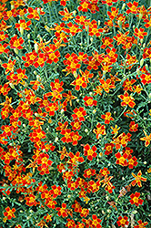 Red Gem Marigold (Tagetes tenuifolia 'Red Gem') at Stonegate Gardens