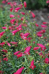 Carillo Red Beard Tongue (Penstemon x mexicali 'Carillo Red') at Stonegate Gardens