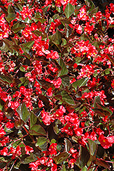 Whopper Red Bronze Leaf Begonia (Begonia 'Whopper Red Bronze Leaf') at Lakeshore Garden Centres