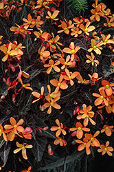 Sparks Will Fly Begonia (Begonia 'Sparks Will Fly') at Stonegate Gardens