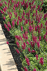 Archangel Raspberry Angelonia (Angelonia angustifolia 'Balarcaspim') at Lakeshore Garden Centres