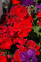 Dynamo Red Geranium (Pelargonium 'Dynamo Red') at Stonegate Gardens