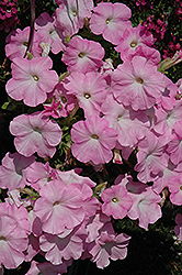 Easy Wave Mystic Pink Petunia (Petunia 'Easy Wave Mystic Pink') at Stonegate Gardens