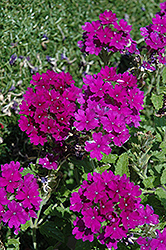 Enduro Purple Verbena (Verbena 'Enduro Purple') at Stonegate Gardens