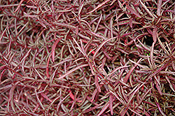 Red Threads Alternanthera (Alternanthera ficoidea 'Red Threads') at Stonegate Gardens