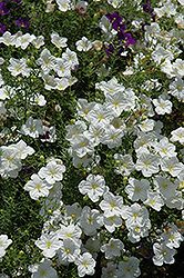 White Robe Cupflower (Nierembergia scoparia 'White Robe') at Stonegate Gardens