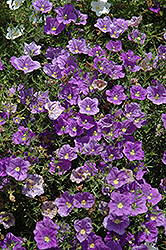 Purple Robe Cupflower (Nierembergia scoparia 'Purple Robe') at Stonegate Gardens
