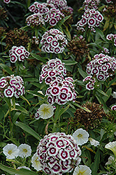 Sweet Purple White Sweet William (Dianthus barbatus 'PAS905056') at Stonegate Gardens