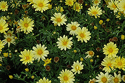Butterfly Marguerite Daisy (Argyranthemum frutescens 'Butterfly') at Stonegate Gardens