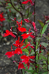 Fan Scarlet Cardinal Flower (Lobelia x speciosa 'Fan Scarlet') at Stonegate Gardens