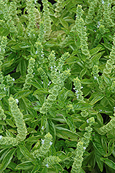Simply Herbs Basil (Ocimum basilicum 'Simply Herbs') at Stonegate Gardens