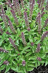 Floral Spires Lavender Basil (Ocimum basilicum 'Floral Spires Lavender') at Stonegate Gardens