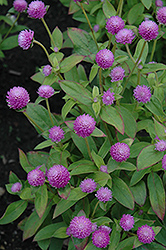 Audray Pink Gomphrena (Gomphrena 'Audray Pink') at Stonegate Gardens