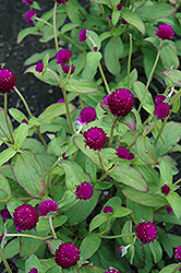 Audray Purple Red Gomphrena (Gomphrena 'Audray Purple Red') at Stonegate Gardens
