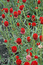 Qis Red Gomphrena (Gomphrena haageana 'Qis Red') at Stonegate Gardens