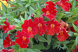 Sidewinder California Fuchsia (Epilobium canum 'Sidewinder') at A Very Successful Garden Center