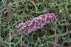 Flutterby Flow Lavender Butterfly Bush (Buddleia davidii 'Podaras 12') at Stonegate Gardens