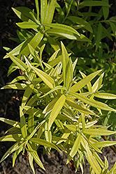 Golden Sunshine Willow (Salix sachalinensis 'Golden Sunshine') at Stonegate Gardens