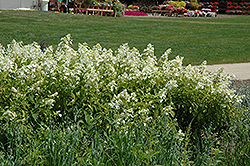 Honeycomb Hydrangea (Hydrangea paniculata 'Levana') at Stonegate Gardens