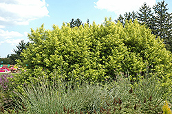 Golden Sunshine Willow (Salix sachalinensis 'Golden Sunshine') at Stonegate Gardens