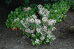 Expression Hydrangea (Hydrangea macrophylla 'Rie 06') at Stonegate Gardens