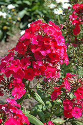 Flame Red Garden Phlox (Phlox paniculata 'Flame Red') at Stonegate Gardens