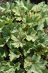 Carnival Cocomint Coral Bells (Heuchera 'Cocomint') at Stonegate Gardens