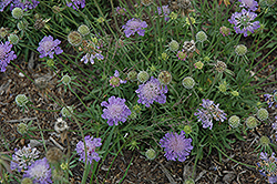 Blue Note Pincushion Flower (Scabiosa columbaria 'Blue Note') at Lakeshore Garden Centres