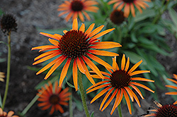 Flame Thrower Coneflower (Echinacea 'Flame Thrower') at The Mustard Seed