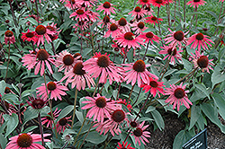 Big Sky Solar Flare Coneflower (Echinacea 'Big Sky Solar Flare') at Lakeshore Garden Centres