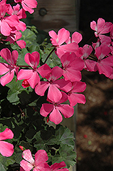 Caliente Pink Geranium (Pelargonium 'Caliente Pink') at Stonegate Gardens
