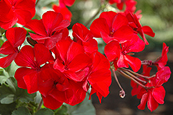 Sarita Dark Red Geranium (Pelargonium 'Sarita Dark Red') at Stonegate Gardens