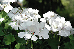Double Take White Geranium (Pelargonium 'Double Take White') at Stonegate Gardens