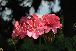 Double Take Pink Geranium (Pelargonium 'Double Take Pink') at Stonegate Gardens