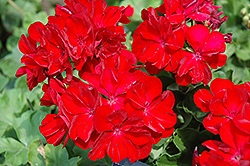 Boldly Dark Red Geranium (Pelargonium 'Boldly Dark Red') at Stonegate Gardens
