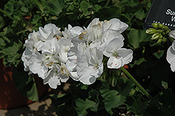 Sunrise XL White Geranium (Pelargonium 'Sunrise XL White') at Stonegate Gardens