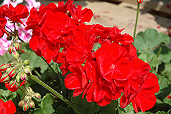 Sunrise XL True Red Geranium (Pelargonium 'Sunrise XL True Red') at Stonegate Gardens