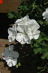 Sunrise White Geranium (Pelargonium 'Sunrise White') at Stonegate Gardens