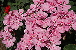 Sarita Soft Pink Geranium (Pelargonium 'Sarita Soft Pink') at Stonegate Gardens