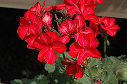 Sarita Dark Red Star Geranium (Pelargonium 'Sarita Dark Red Star') at Stonegate Gardens
