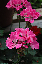 Tango Deep Pink Geranium (Pelargonium 'Tango Deep Pink') at Stonegate Gardens