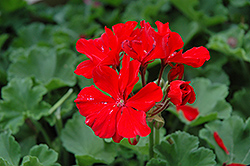 Tango Deep Red Geranium (Pelargonium 'Tango Deep Red') at Stonegate Gardens